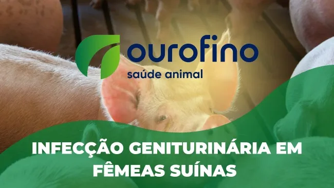 Distúrbios relacionados ao aparelho geniturinário de matrizes suínas e seus impactos na reprodução