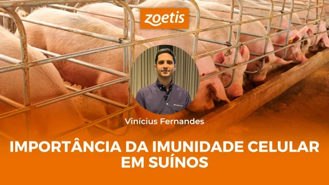 Ação dos adjuvantes na produção da imunidade celular em suínos