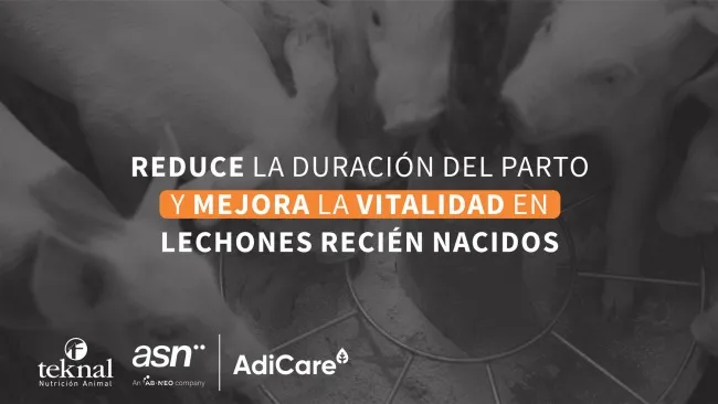 Eficacia comprobada en la reducción de la duración del parto y mejora de la vitalidad de lechones recién nacidos