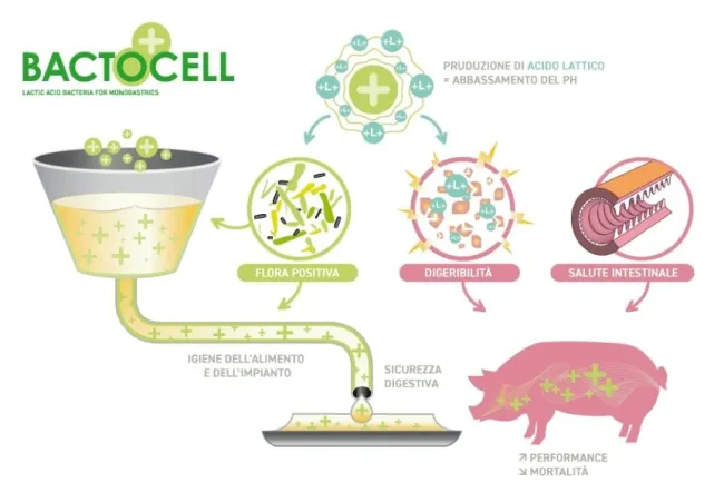 TUTTO NEL BIOFILM