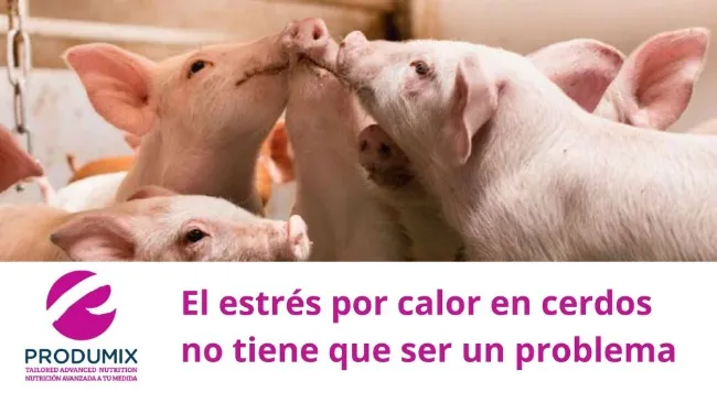 El estrés por calor en cerdos no tiene que ser un problema