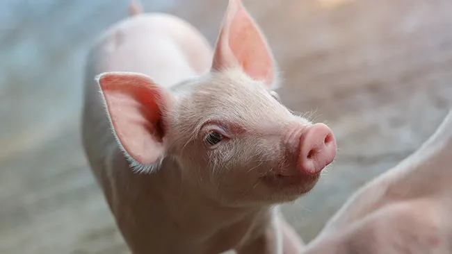 La importancia de la administración de hierro en lechones neonatales