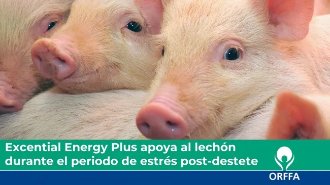 Excential Energy Plus apoya al lechón  durante el periodo de estrés post-destete