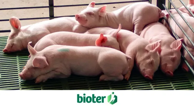 Desempeño zootécnico en lechones en el periodo de recría bajo tres densidades diferentes