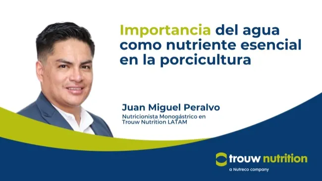 Importancia del agua en la nutrición de los cerdos