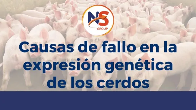 Causas de fallo en la expresión genética de los cerdos