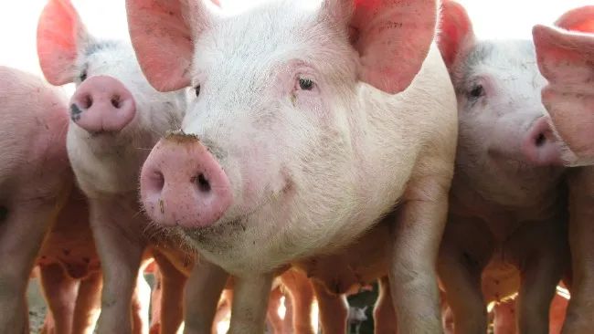 Consideraciones en la elaboración de medicamentos premix en Medicina Veterinaria