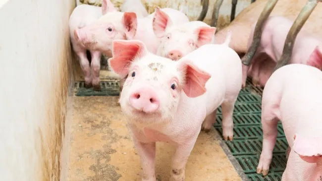 Significant Weaning Weight Improvement with Tonisity Px in China