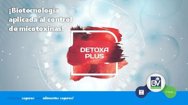 Relación de las micotoxinas y la salud intestinal