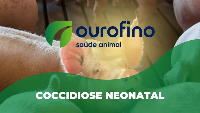 Coccidiose neonatal: Importante desafio para a suinocultura