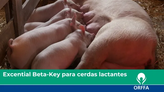 Excential Beta-Key para cerdas lactantes