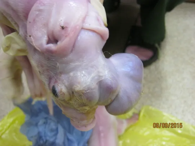 piglets