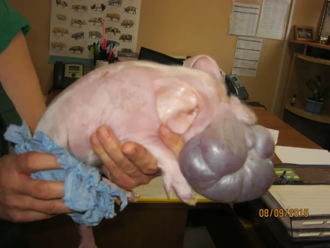 piglets