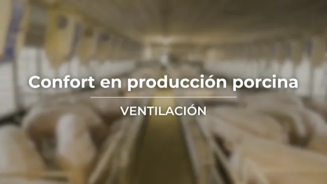 Una correcta ventilación para el confort de los cerdos   