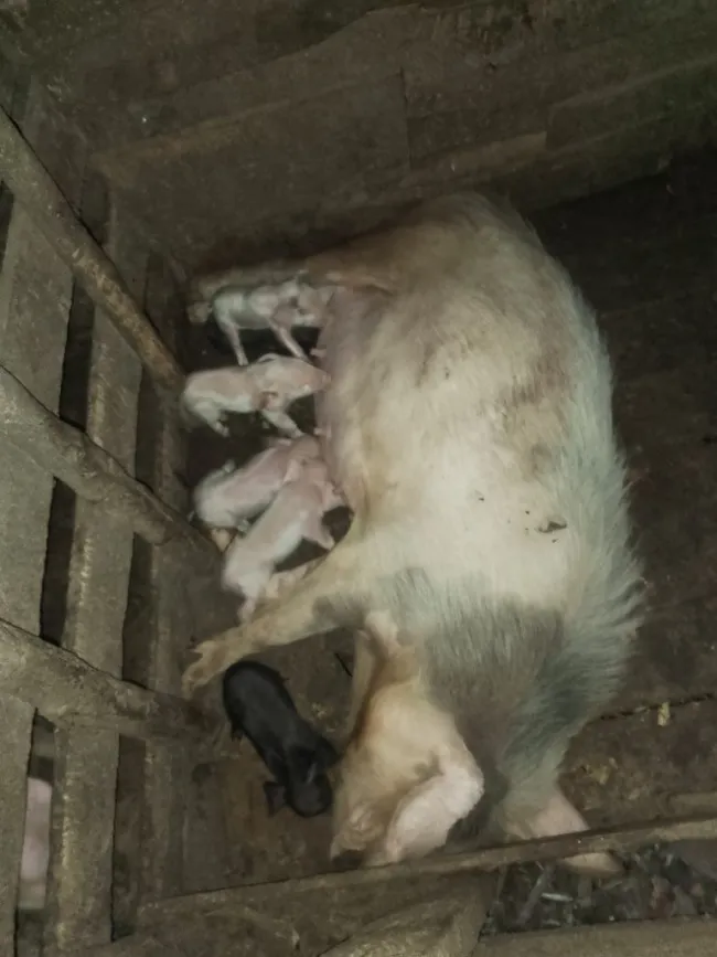 Elle s'appelle Tendy , elle a donnée naissance à 6 jolies petits auj...