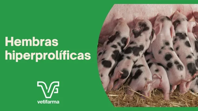 Necesidades nutricionales de las cerdas hiperprolíficas
