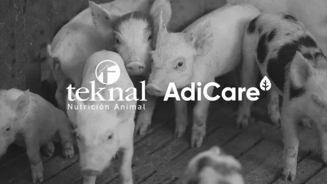 Control de los síntomas asociados a Streptococcus suis en el post-destete