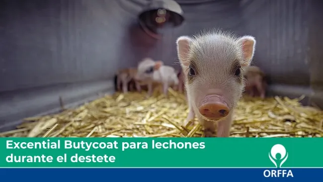 Excential Butycoat para lechones  durante el destete