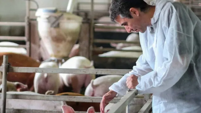 Safglucan® - Mitigando el impacto negativo de Lawsonia intracellularis para mejorar la resiliencia intestinal y el rendimiento en cerdos de engorde. 