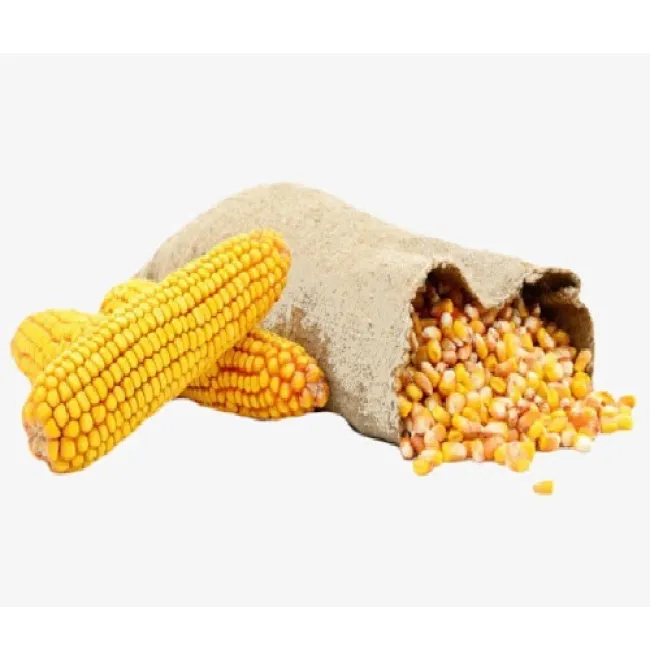 Non gmo yellow corn for livestock feed.