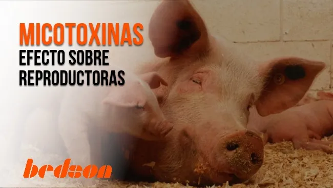 Efectos de micotoxinas sobre los parámetros reproductivos en cerdas