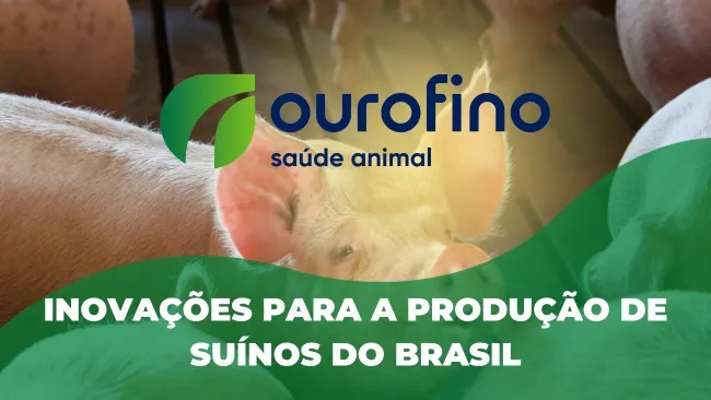 Aditivos na suinocultura: aplicações e benefícios