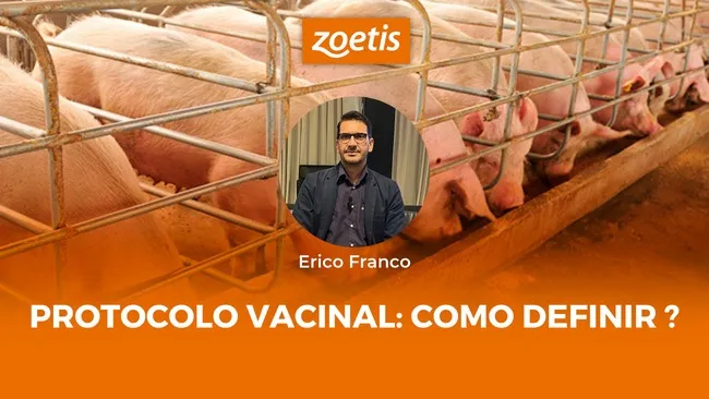 Quais fatores definem o protocolo vacinal na produção de suínos?