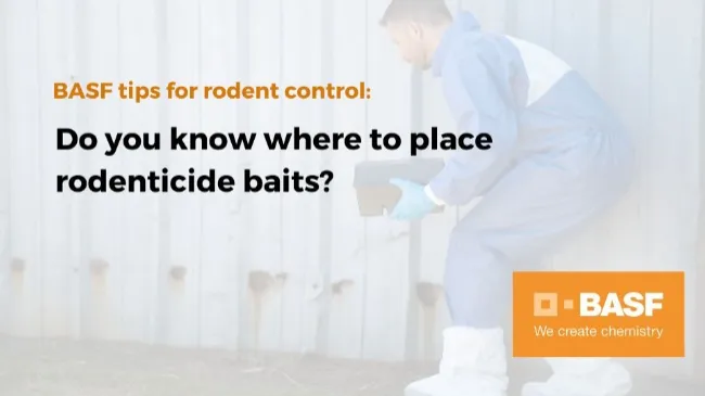 Do you know where to place rodenticide baits? 