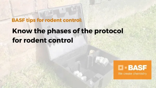 Know the phases of the protocol for rodent control
