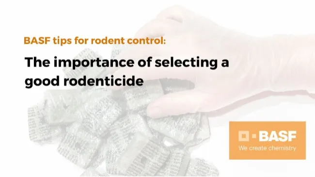 The importance of selecting a good rodenticide