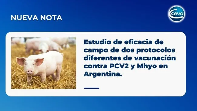 Estudio de eficacia de campo de dos protocolos diferentes de vacunación contra PCV2 y Mhyo en Argentina