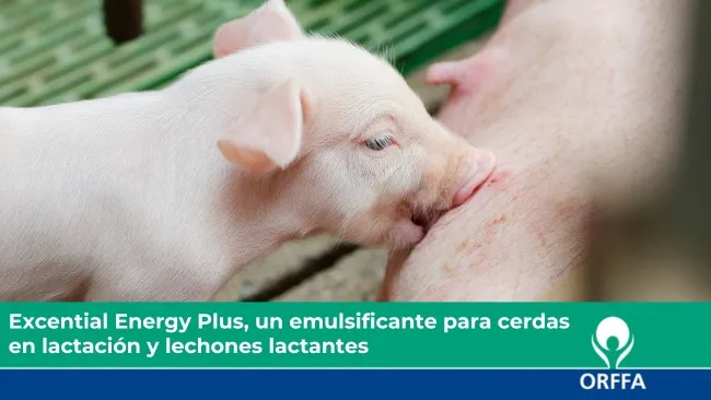 Excential Energy Plus, un emulsificante para cerdas en lactación y lechones lactantes