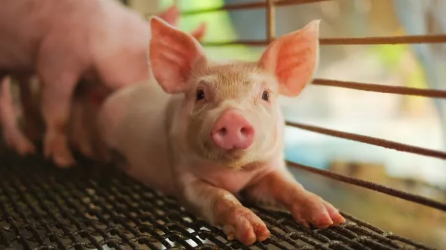 Overview of the Pig Market in China in 2023 (January to September)