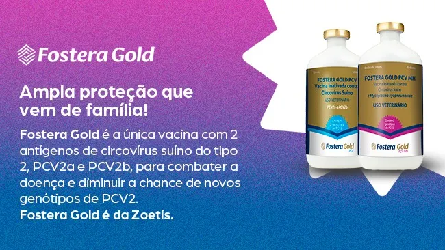 Família Fostera Gold da Zoetis: a mais ampla proteção contra o circovírus suíno