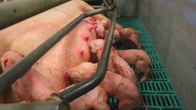 IL RUOLO DELLA PRODUZIONE DI COLOSTRO E LATTE NELLA CRESCITA DEI SUINETTI (I)