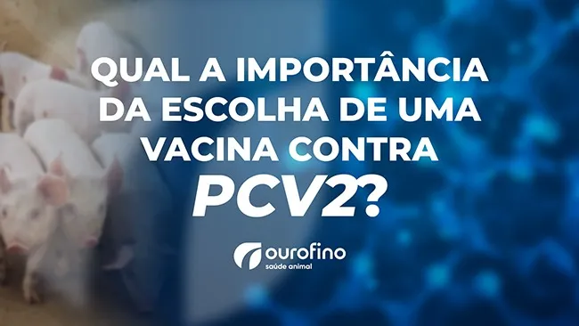  Vacinação: forma mais eficaz de controle e prevenção das doenças associadas ao PCV2