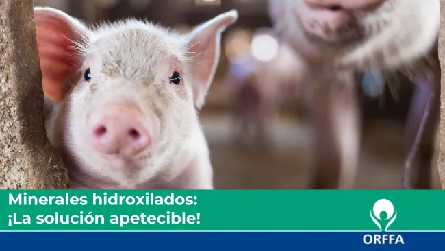 Minerales hidroxilados: ¡La solución apetecible!