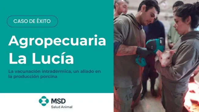 La vacunación intradérmica, un aliado en la producción porcina
