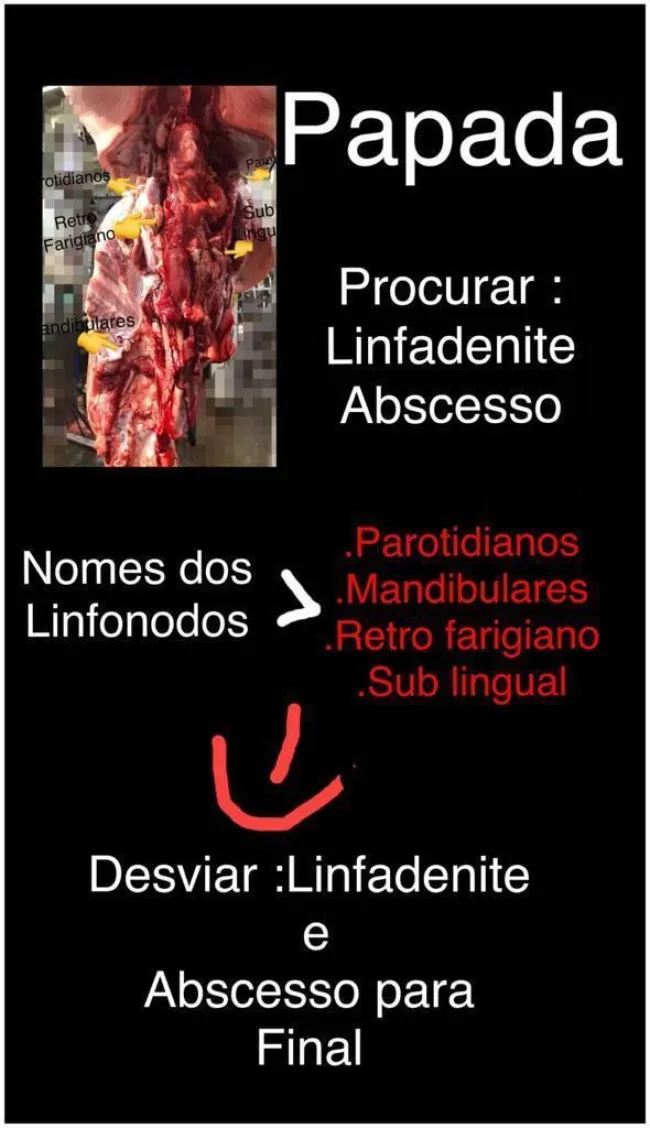 papada (linfonodos) parotidiano, retrofaringiano, sublingual e mandibu...