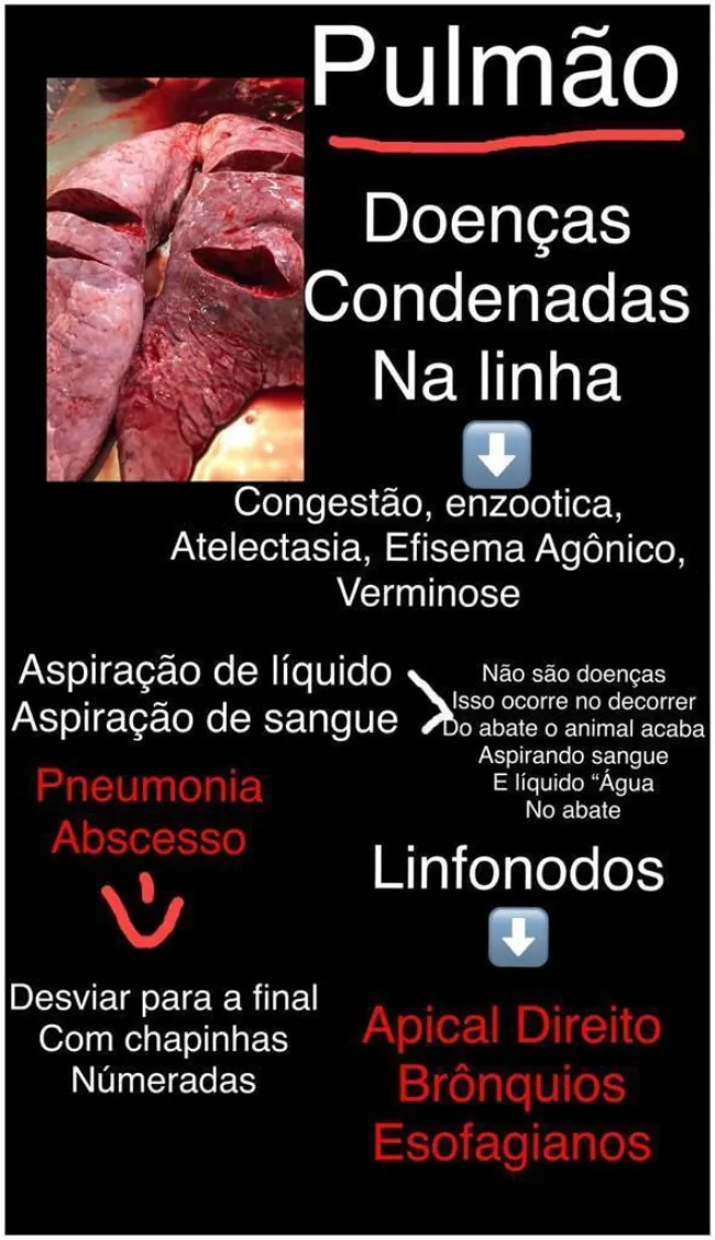 pulmão ( epical direito,esofagiano, brônquios 