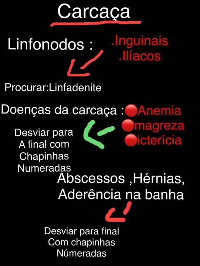 linfonodos ( iguinais(fora) (iliacos (dentro))