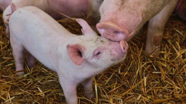 57% reduction in pre-weaning mortality (PWM) with Tonisity Px in Denmark