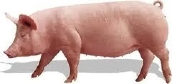 CERDA SEMIPESADA