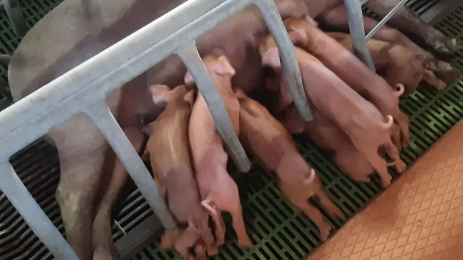 El período de transición para la cerda ibérica: ¡Hagámoslo suave!