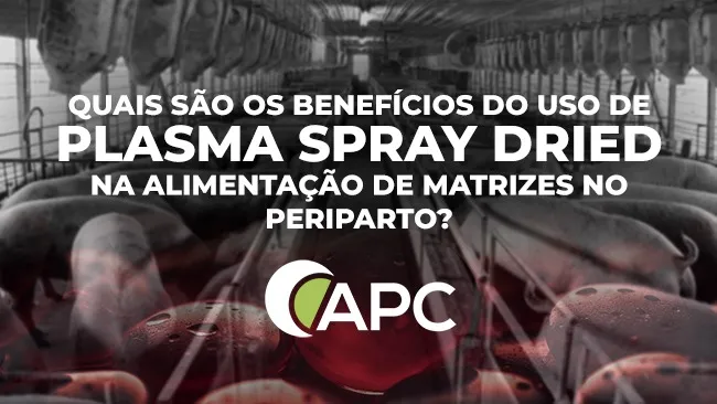 Plasma Spray Dried para matrizes no periparto: reduz natimortos e aumenta o peso dos leitões