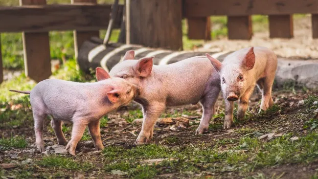 Tonisity Px – Concilier les impacts environnementaux et économiques