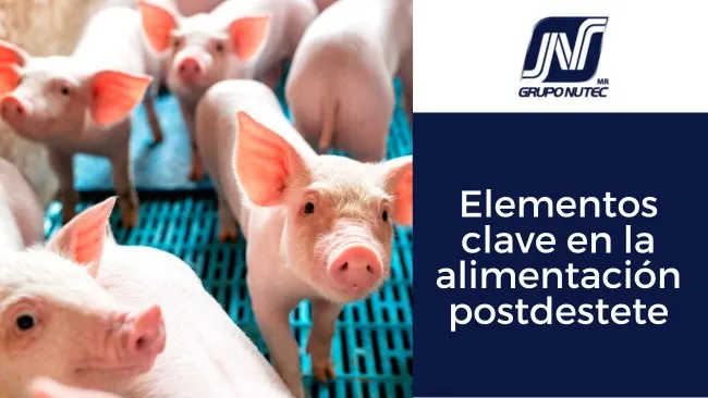 Elementos clave en la alimentación postdestete: Implicaciones para un arranque exitoso – Parte I