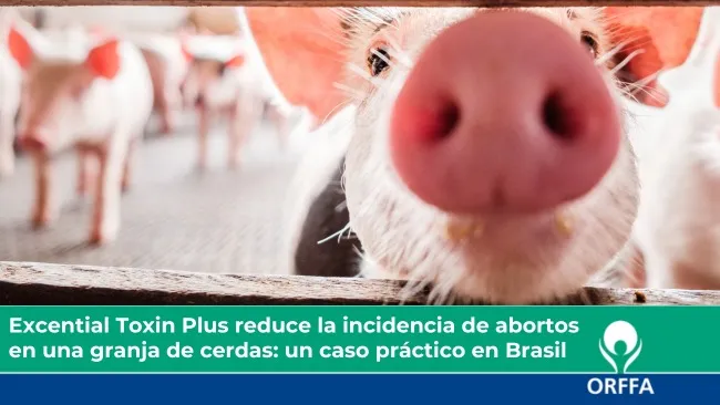 Excential Toxin Plus reduce la incidencia de abortos  en una granja de cerdas