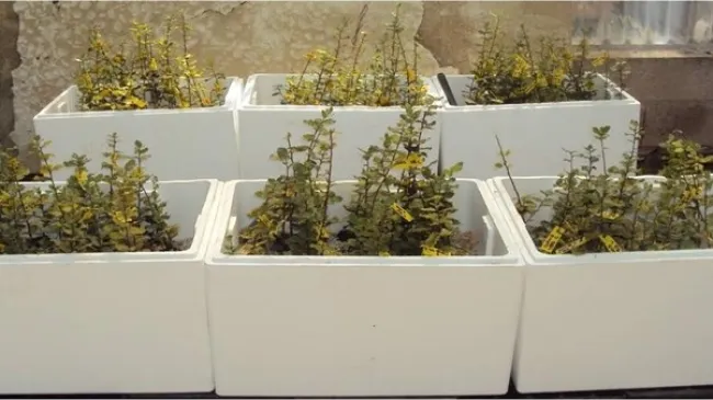 La lucha contra la seca requiere la recuperación de la biodiversidad ...