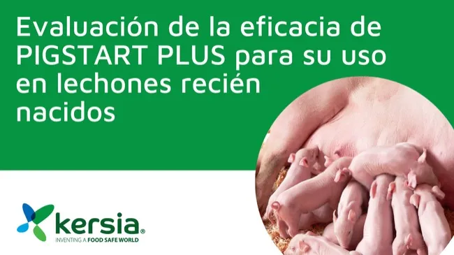 Evaluación de la eficacia en lechones de bajo peso